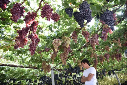 Taman anggur 91